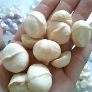 Giống Mắc Ca QN1