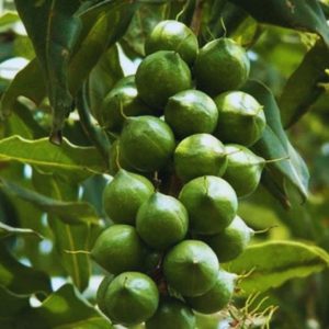 giống mắc ca nguyên phát